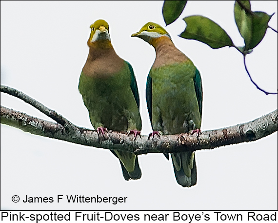 Pink-spotted Fruit-Dove - © James F Wittenberger and Exotic Birding LLC