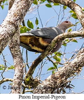Pinon's Imperial-Pigeon - © James F Wittenberger and Exotic Birding LLC