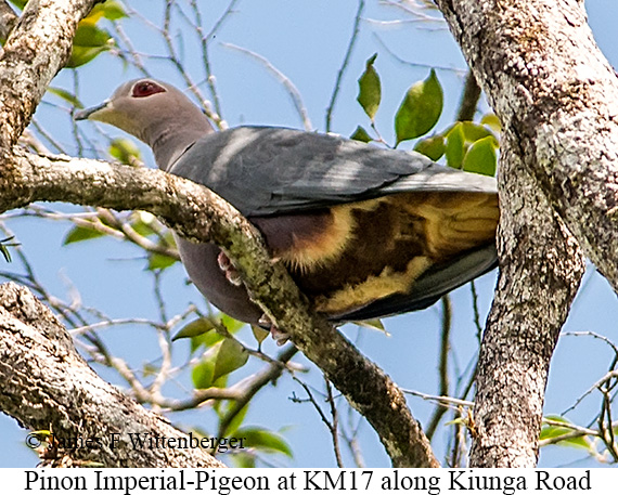 Pinon's Imperial-Pigeon - © James F Wittenberger and Exotic Birding LLC