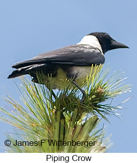 Piping Crow - © James F Wittenberger and Exotic Birding LLC Piping Crow - © James F Wittenberger and Exotic Birding LLC