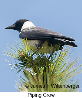 Piping Crow - © James F Wittenberger and Exotic Birding LLC Piping Crow - © James F Wittenberger and Exotic Birding LLC