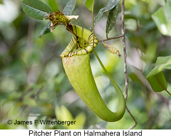 Pitcher Plant - © James F Wittenberger and Exotic Birding LLC