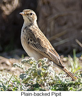 Plain-backed Pipit - © James F Wittenberger and Exotic Birding LLC