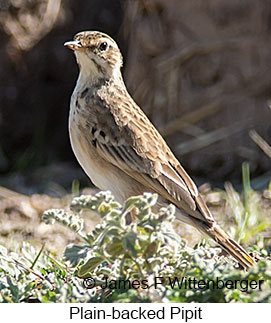 Plain-backed Pipit - © James F Wittenberger and Exotic Birding LLC Plain-backed Pipit - © James F Wittenberger and Exotic Birding LLC