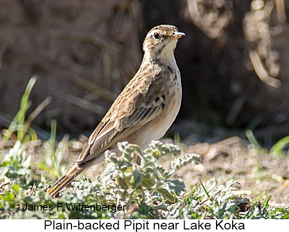 Plain-backed Pipit - © James F Wittenberger and Exotic Birding LLC