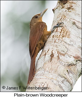 Plain-brown Woodcreeper - © James F Wittenberger and Exotic Birding LLC