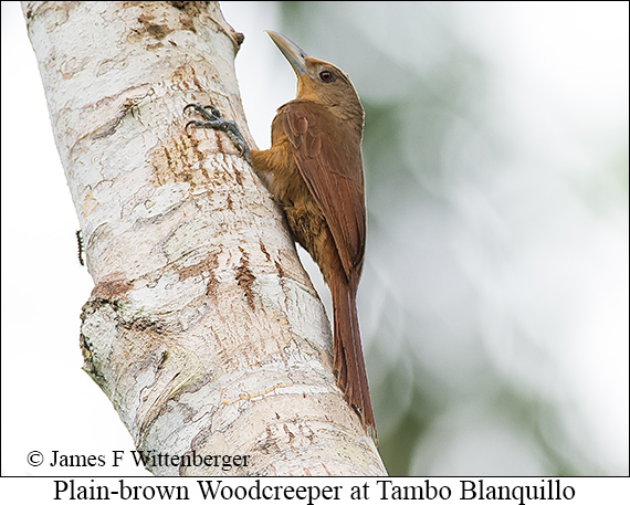 Plain-brown Woodcreeper - &copy; James F Wittenberger and Exotic Birding LLC