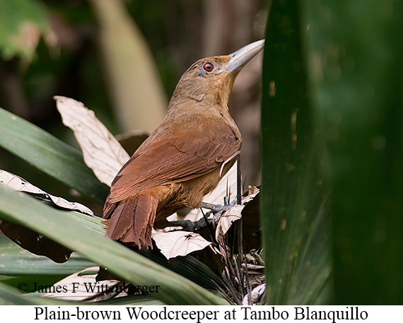 Plain-brown Woodcreeper - &copy; James F Wittenberger and Exotic Birding LLC