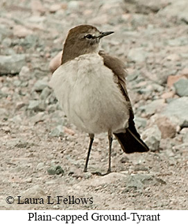 Plain-capped Ground-Tyrant - &copy; James F Wittenberger and Exotic Birding LLC
