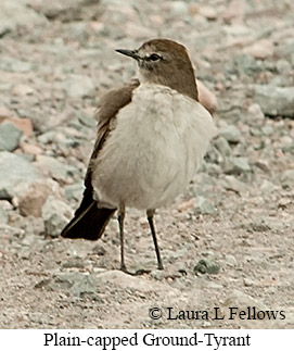 Plain-capped Ground-Tyrant - &copy; James F Wittenberger and Exotic Birding LLC