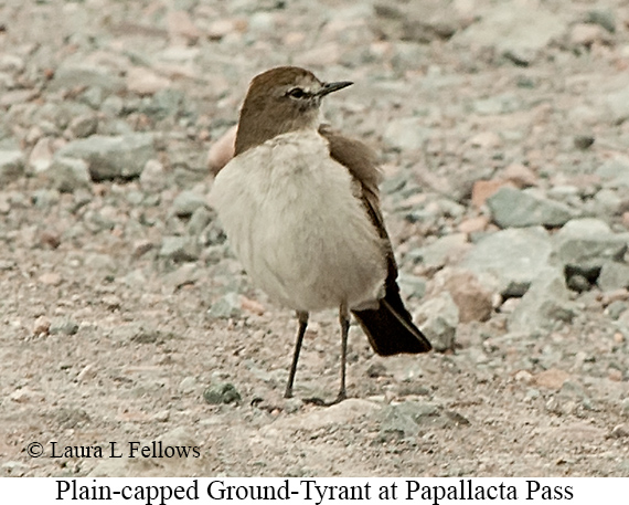 Plain-capped Ground-Tyrant - &copy; James F Wittenberger and Exotic Birding LLC