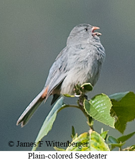 Plain-colored Seedeater - &copy; James F Wittenberger and Exotic Birding LLC