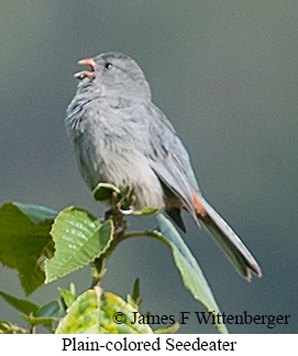Plain-colored Seedeater - &copy; James F Wittenberger and Exotic Birding LLC