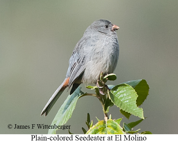 Plain-colored Seedeater - &copy; James F Wittenberger and Exotic Birding LLC