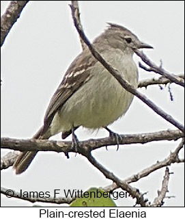 Plain-crested Elaenia - © James F Wittenberger and Exotic Birding LLC