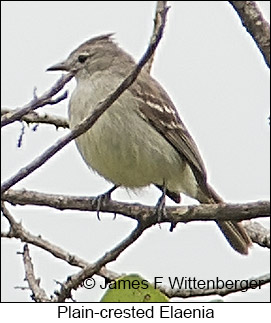 Plain-crested Elaenia - © James F Wittenberger and Exotic Birding LLC