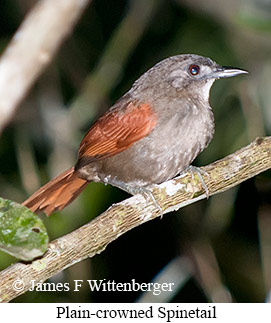 Plain-crowned Spinetail - © James F Wittenberger and Exotic Birding LLC Plain-crowned Spinetail - © James F Wittenberger and Exotic Birding LLC