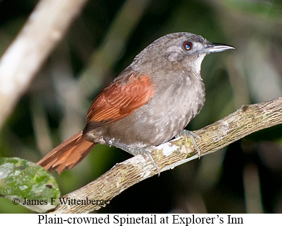 Plain-crowned Spinetail - © James F Wittenberger and Exotic Birding LLC