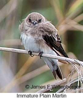 Plain Martin - © James F Wittenberger and Exotic Birding LLC Plain Martin - © James F Wittenberger and Exotic Birding LLC