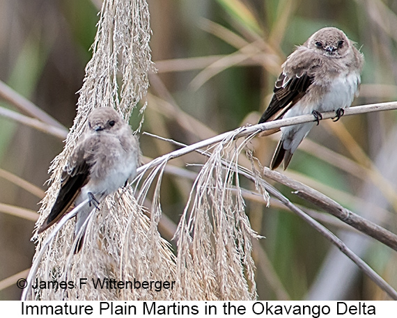 Plain Martin - © James F Wittenberger and Exotic Birding LLC