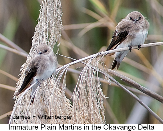Plain Martin - © James F Wittenberger and Exotic Birding LLC Plain Martin - © James F Wittenberger and Exotic Birding LLC