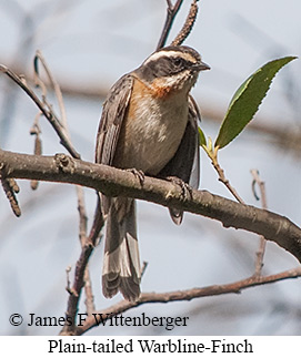 Plain-tailed Warbling Finch - &copy; James F Wittenberger and Exotic Birding LLC