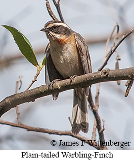Plain-tailed Warbling Finch - &copy; James F Wittenberger and Exotic Birding LLC
