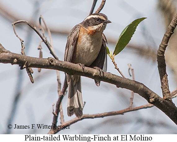 Plain-tailed Warbling Finch - &copy; James F Wittenberger and Exotic Birding LLC