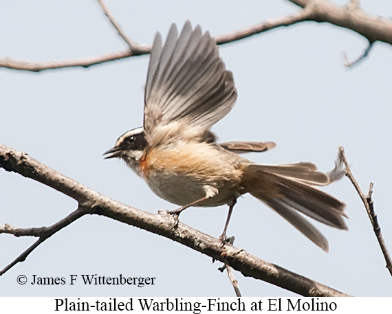 Plain-tailed Warbling Finch - &copy; James F Wittenberger and Exotic Birding LLC