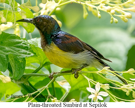 Plain-throated Sunbird - © James F Wittenberger and Exotic Birding LLC