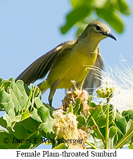Plain-throated Sunbird - &copy; James F Wittenberger and Exotic Birding LLC
