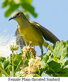 Plain-throated Sunbird - © James F Wittenberger and Exotic Birding LLC