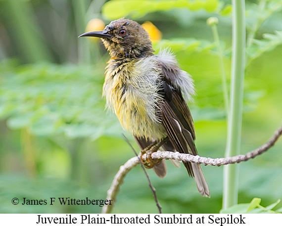 Plain-throated Sunbird - © James F Wittenberger and Exotic Birding LLC