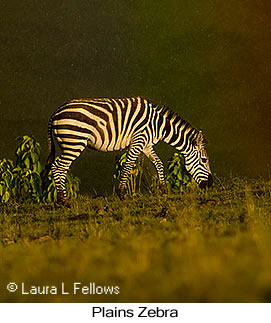 Plains Zebra - © Laura L Fellows and Exotic Birding LLC