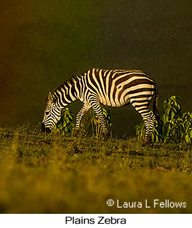 Plains Zebra - © Laura L Fellows and Exotic Birding Tours Plains Zebra - © Laura L Fellows and Exotic Birding Tours