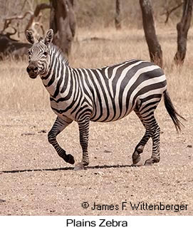 Plains Zebra - © James F Wittenberger and Exotic Birding LLC