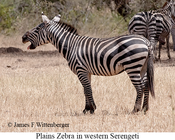 Plains Zebra - © James F Wittenberger and Exotic Birding LLC