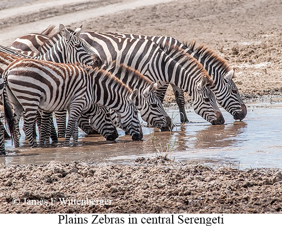 Plains Zebra - © James F Wittenberger and Exotic Birding LLC