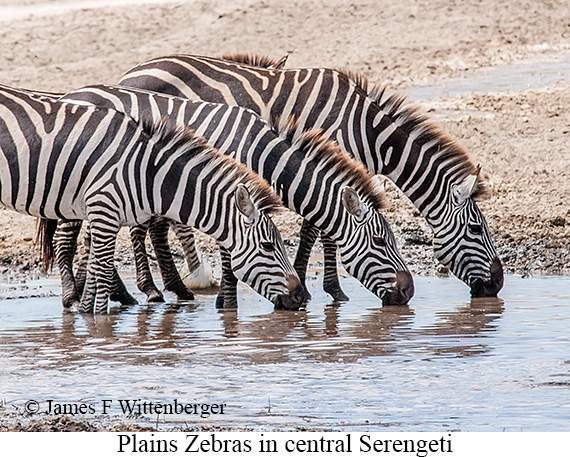 Plains Zebra - © James F Wittenberger and Exotic Birding LLC