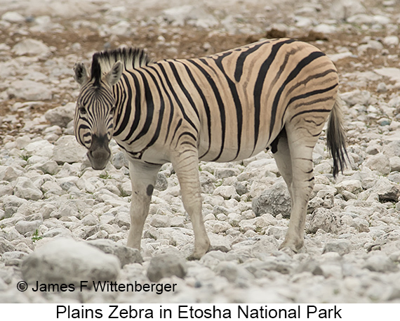 Plains Zebra - © James F Wittenberger and Exotic Birding LLC