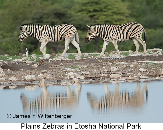 Plains Zebra - © The Photographer and Exotic Birding LLC