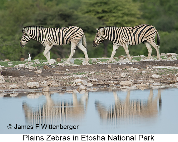 Plains Zebra - © James F Wittenberger and Exotic Birding LLC