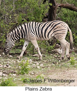 Plains Zebra - © James F Wittenberger and Exotic Birding LLC