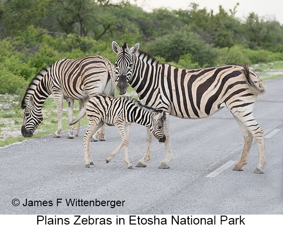 Plains Zebra - © James F Wittenberger and Exotic Birding LLC
