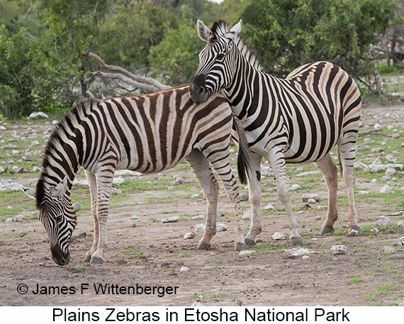 Plains Zebra - © James F Wittenberger and Exotic Birding LLC