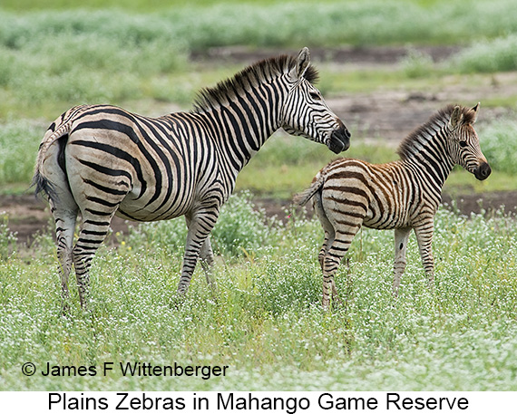 Plains Zebra - © James F Wittenberger and Exotic Birding LLC