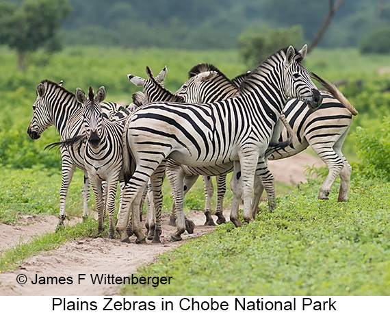 Plains Zebra - © James F Wittenberger and Exotic Birding LLC