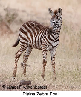 Plains Zebra - © James F Wittenberger and Exotic Birding LLC