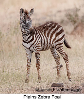 Plains Zebra - &copy; James F Wittenberger and Exotic Birding LLC