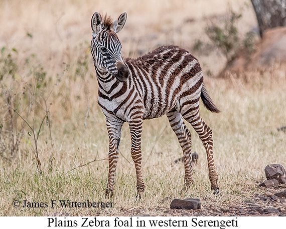 Plains Zebra - © James F Wittenberger and Exotic Birding LLC